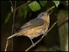 bowers_shrikethrush_156744