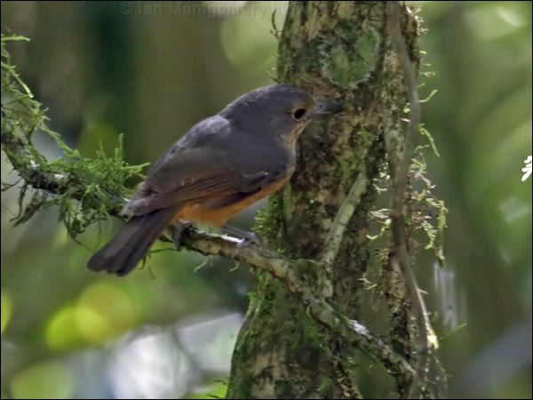 Bower's Shrikethrush bowers_shrike_thrush_12784.psd