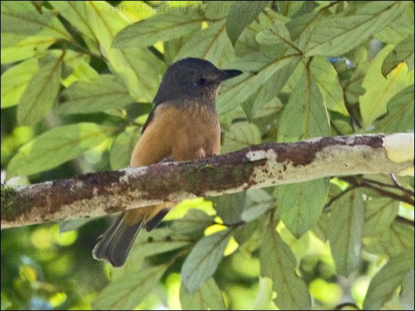 Bower's Shrikethrush bowers_shrike_thrush_158729.psd