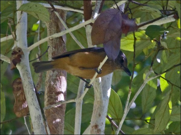 Bower's Shrikethrush bowers_shrike_thrush_158732.psd