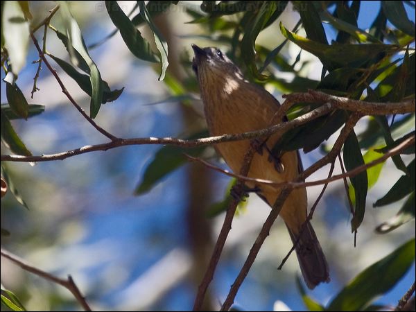 Bower's Shrikethrush bowers_shrike_thrush_167847.psd
