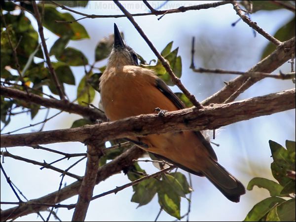 Bower's Shrikethrush bowers_shrike_thrush_64319.psd