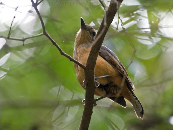 Bower's Shrikethrush bowers_shrikethrush_156475.psd