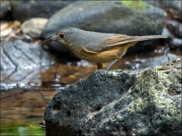 Bower's Shrikethrush bowers_shrikethrush_156495.psd