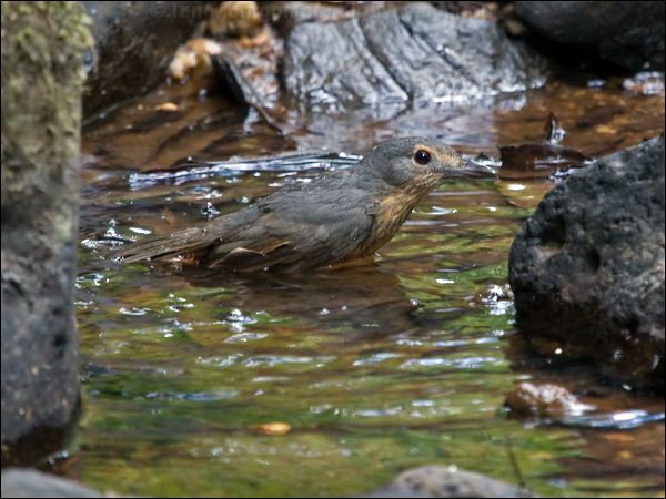 Bower's Shrikethrush bowers_shrikethrush_156497.psd