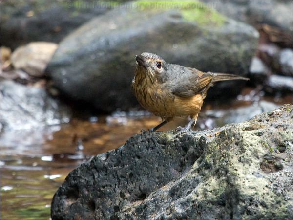 Bower's Shrikethrush bowers_shrikethrush_156501.psd