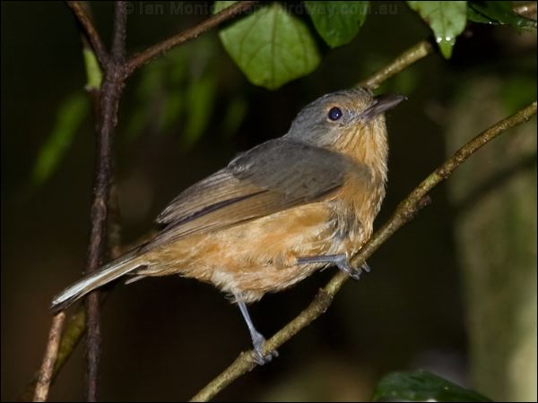 Bower's Shrikethrush bowers_shrikethrush_156744.psd