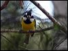 crested_shrike_tit_89770