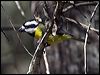 crested_shrike_tit_89805