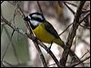Click here to enter gallery and see photos/pictures/images of Crested Shriketit