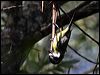 crested_shrike_tit_89837