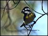 crested_shrike_tit_89864