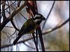 crested_shrike_tit_89872