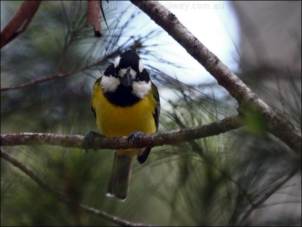 Crested Shriketit crested_shrike_tit_89770.psd