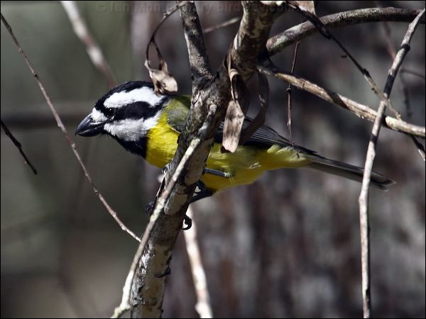 Crested Shriketit crested_shrike_tit_89805.psd