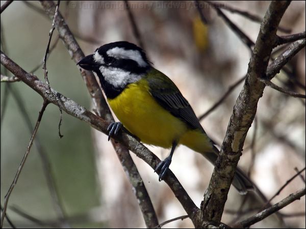Crested Shriketit crested_shrike_tit_89807.psd