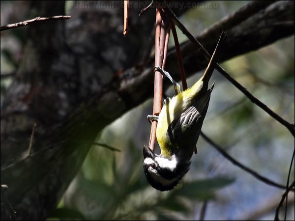 Crested Shriketit crested_shrike_tit_89837.psd