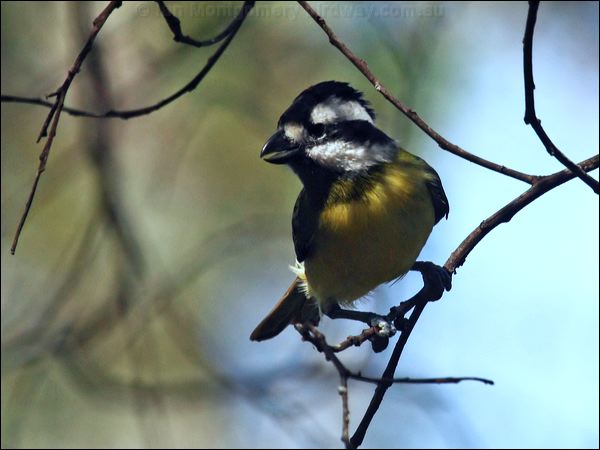 Crested Shriketit crested_shrike_tit_89864.psd