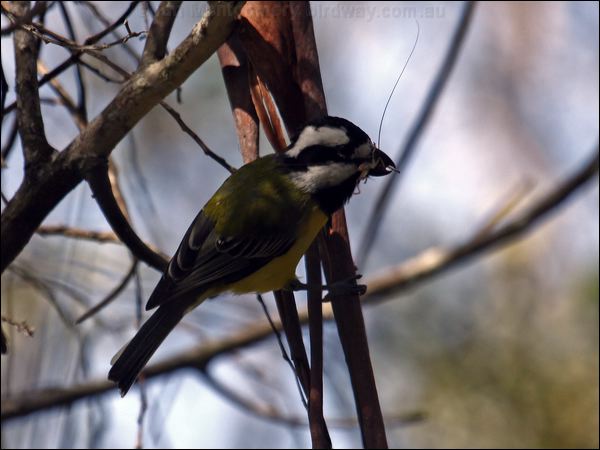 Crested Shriketit crested_shrike_tit_89872.psd