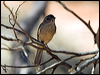 gilberts_whistler_88664