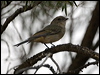 gilberts_whistler_89516