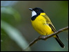 Click here to enter gallery and see photos of: Crested Shriketit, Olive, Gilbert's, Grey/Brown, New Caledonian, Golden, Mangrove Golden, Rufous and White-breasted Whistlers, Little, Bowers, Sandstone and Grey Shrikethrushes