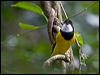 golden_whistler_164033