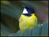 golden_whistler_lhi_153909