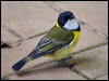 golden_whistler_lhi_154366