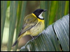 golden_whistler_lhi_154370