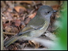 golden_whistler_lhi_154374