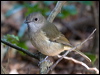 golden_whistler_lhi_154381