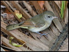 golden_whistler_lhi_154437