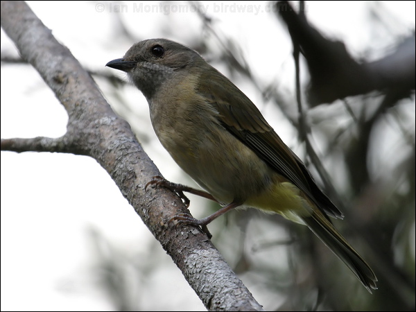 Australian Golden Whistler golden_whistler_03096.jpg