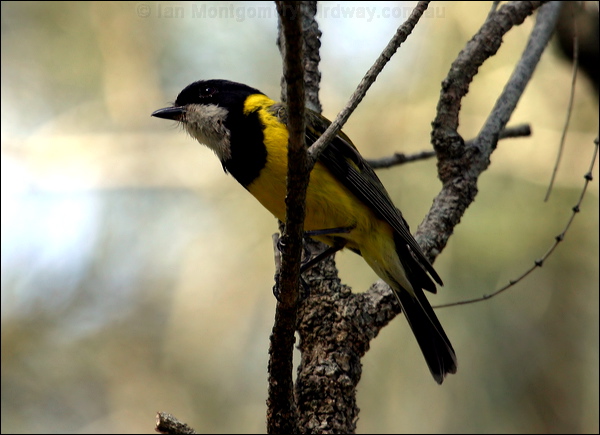 Australian Golden Whistler golden_whistler_11723.psd