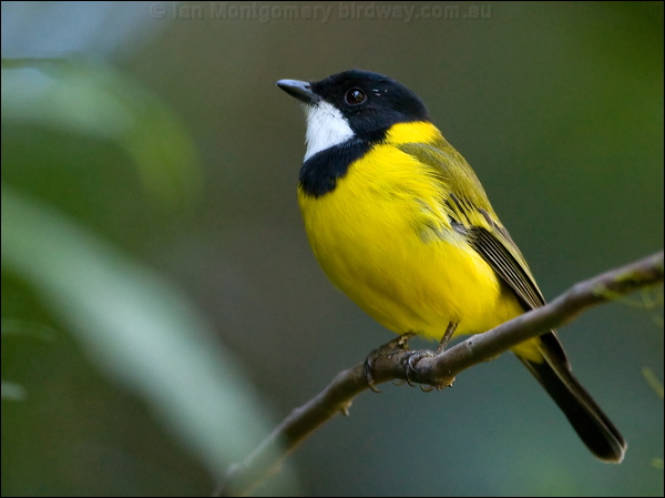 Australian Golden Whistler golden_whistler_141735.psd