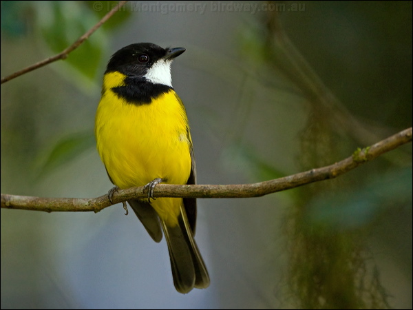 Australian Golden Whistler golden_whistler_141764.psd