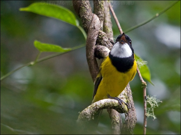 Australian Golden Whistler golden_whistler_164033.psd