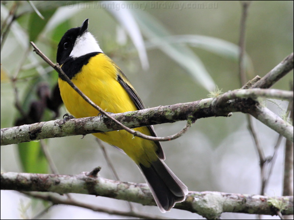 Australian Golden Whistler golden_whistler_31522.jpg