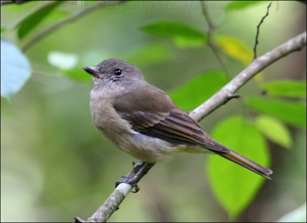Australian Golden Whistler golden_whistler_47800.psd
