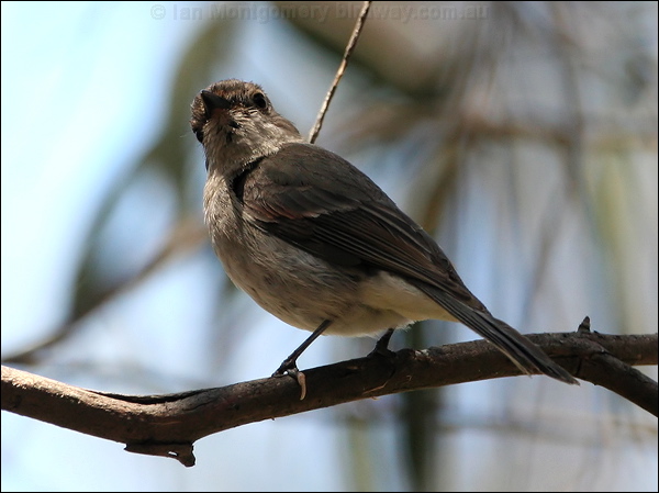 Australian Golden Whistler golden_whistler_59827.jpg