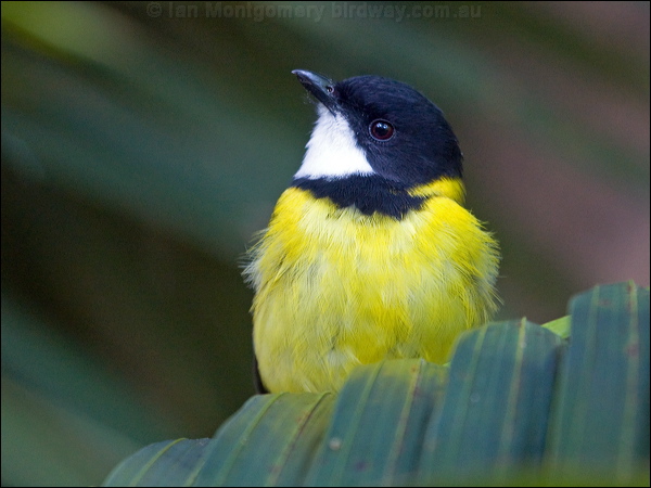 Australian Golden Whistler golden_whistler_lhi_153909.psd