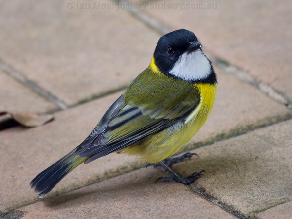 Australian Golden Whistler golden_whistler_lhi_154366.psd