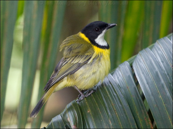 Australian Golden Whistler golden_whistler_lhi_154370.psd