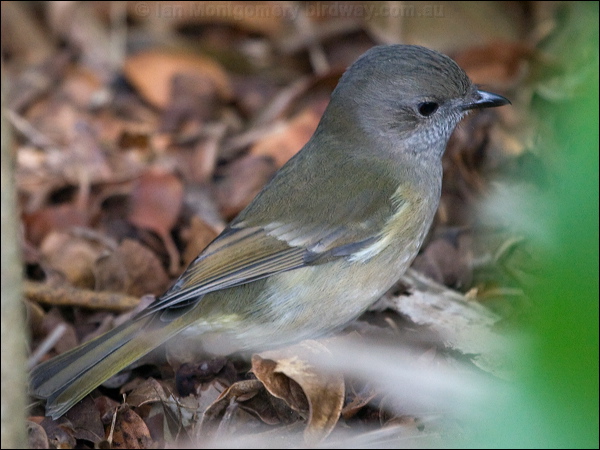 Australian Golden Whistler golden_whistler_lhi_154374.psd
