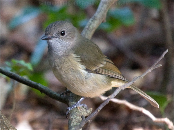 Australian Golden Whistler golden_whistler_lhi_154381.psd