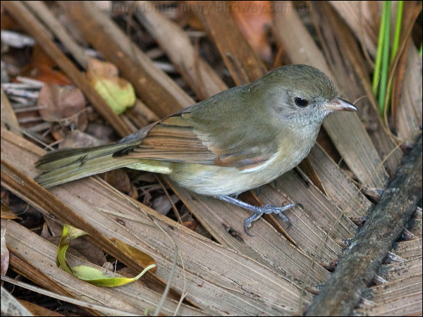 Australian Golden Whistler golden_whistler_lhi_154437.psd