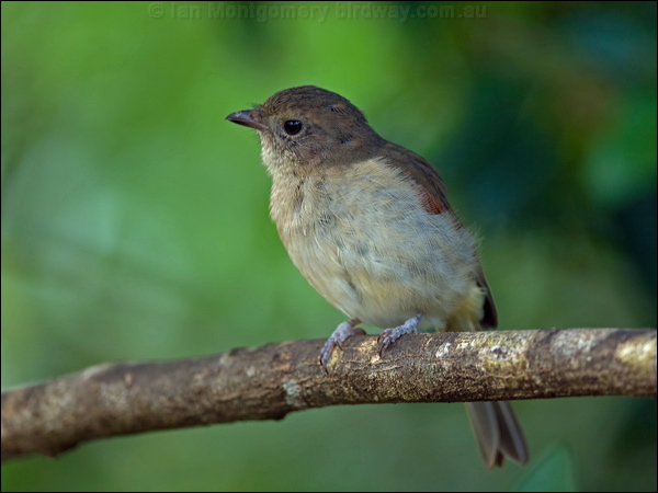 Australian Golden Whistler golden_whistler_ni_129790.psd