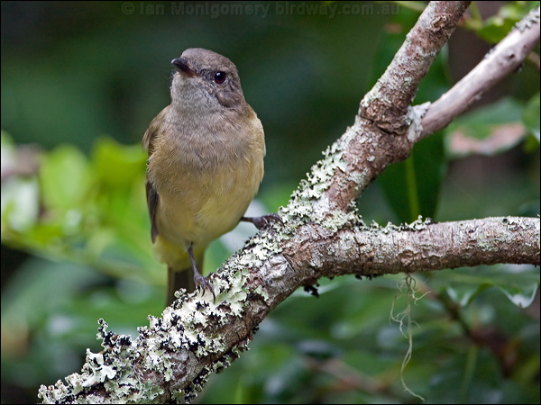 Australian Golden Whistler golden_whistler_ni_141446.psd