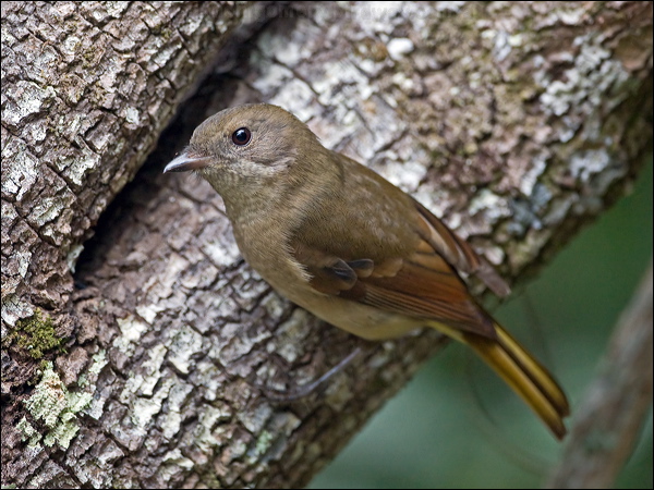 Australian Golden Whistler golden_whistler_ni_141468.psd